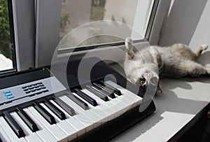 Funny gray cat fooling around near the synthesizer, paws up