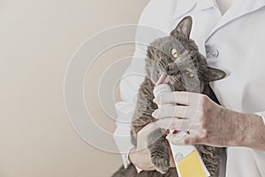 Funny gray cat is licking veterinary drug. Professional veterinarian providing animal treatment. Love to the nature concept