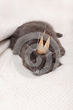 Funny gray fluffy cat is lying on the sofa with a golden crown on his head