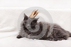 Funny gray fluffy cat is lying on the sofa with a golden crown on his head