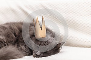 Funny gray fluffy cat is lying on the sofa with a golden crown on his head