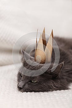 Funny gray fluffy cat is lying on the sofa with a golden crown on his head