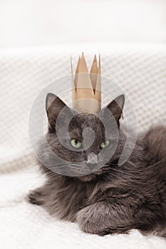 Funny gray fluffy cat is lying on the sofa with a golden crown on his head