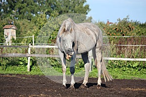 Funny gray horse making face