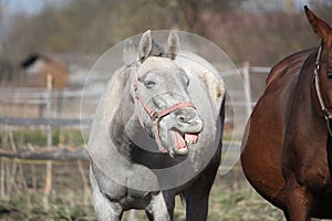 Funny gray horse yawning