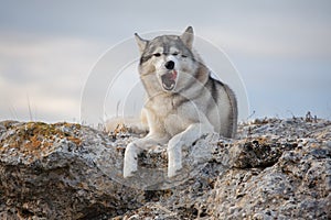 Funny gray husky lies on a rock covered with moss against a back