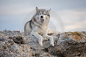 Funny gray husky lies on a rock covered with moss against a background of clouds and a blue sky and make a faces.