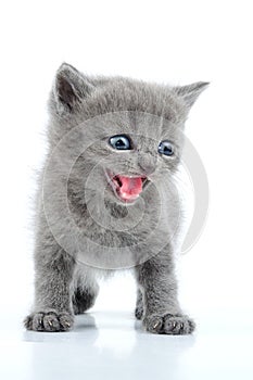 Funny gray kitten