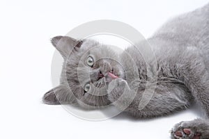 Funny Gray Kitten Licks Paw On White Background