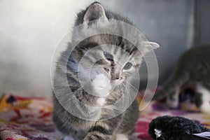 Funny gray kitten is washing the face with the paw