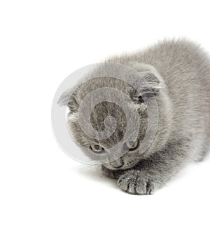 Funny gray kitten