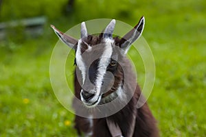 funny gray saanen goat on a black background. a horned goat is walking in full growth. magazine photo. Place for text.