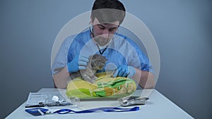 Funny gray Scottish straights kitten at veterinary examination at animal clinic. Naughty little cat in pet hospital