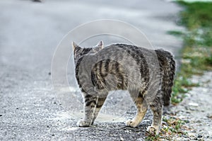 Funny gray tabby cat is played on the road