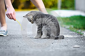 Funny gray tabby cat is played on the road