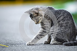 Funny gray tabby cat is played on the road