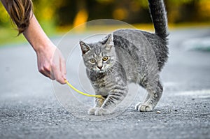 Funny gray tabby cat is played on the road
