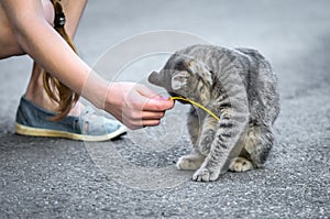 Funny gray tabby cat is played on the road