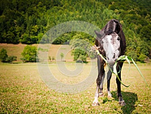 Funny grazing horse close-up