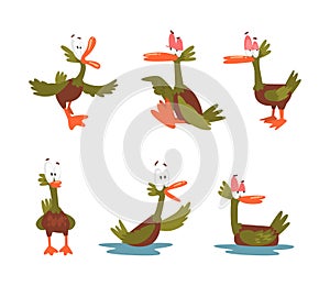 Funny Green Dabbling Duck Character as Feathered Waterfowl Bird Vector Set