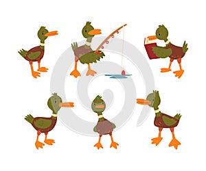 Funny Green Dabbling Duck Character as Feathered Waterfowl Bird Vector Set