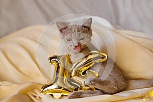 Funny grey British kitten is licking its lips with gold foil balloons number 14 on a champagne-colored Valentine& x27;s day