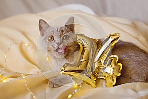 Funny grey British kitten is licking its lips with gold foil balloons number 14 on a champagne-colored Valentine& x27;s day