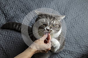 A funny grey british shorthaired cat reaches for food.