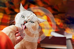 Funny grey cat eating, licking eat, favorite delicacy from hand of owner. Pet food and care concept