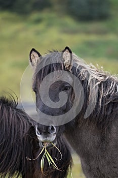 Funny grey Icelandic horses portret, in a field eating grass, Iceland