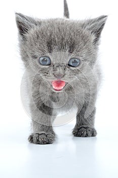 Funny grey kitten