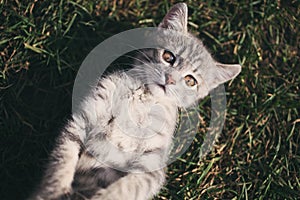Funny grey kitten