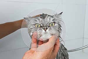 Funny grey persian cat in shower or bath. Washing cat in groomer salon. Pet hygiene concept. Wet cat.