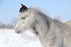 Funny grey pony with glowes in winter