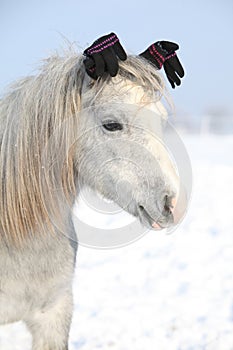 Funny grey pony with glowes in winter