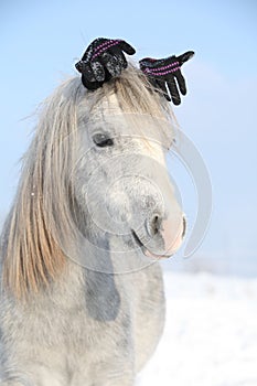 Funny grey pony with glowes in winter