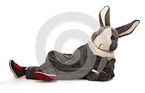 Funny grey rabbit