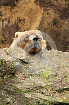 Funny grizzly bear resting his head