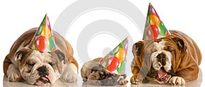 Funny groaning birthday dogs