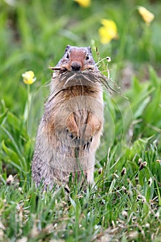 Funny Ground Squirrel