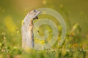 Funny Ground squirrel Spermophilus pygmaeus in the grass. Side view