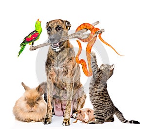 Funny group of diverse animals. isolated on white background