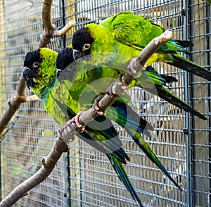 Funny group of Nanday conures sitting on a branch in the aviary, Colorful and tropical birds from America