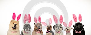 Funny group of puppies wearing bunny ears for easter holiday