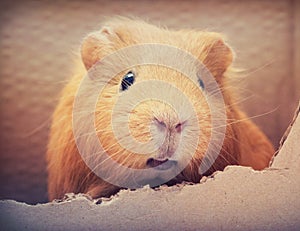 Funny guinea pig