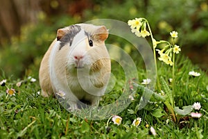 Funny guinea pig photo
