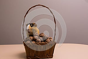 Funny guinea pig on basket with walnuts