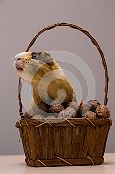 Funny guinea pig on basket with walnuts