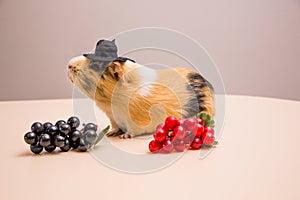 Funny guinea pig on black hat with grapes