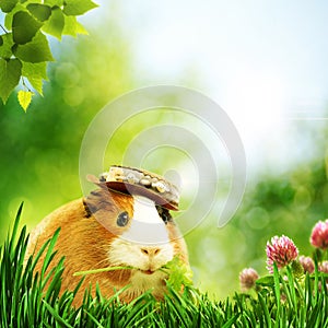 Funny guinea pig or cavia